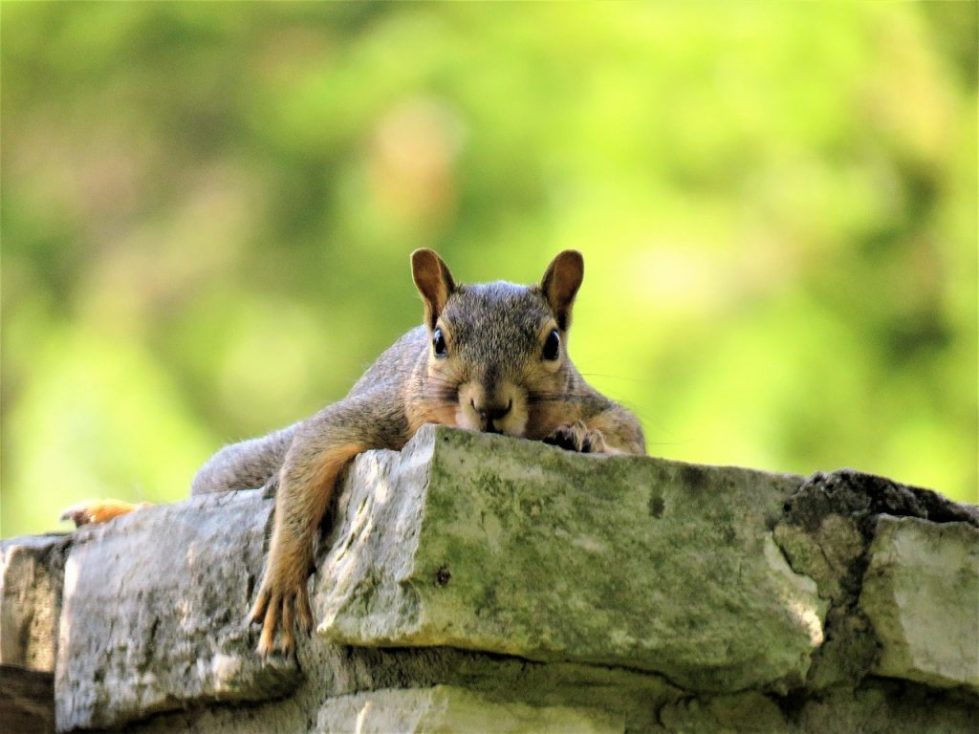 Pittsburgh Squirrel Removal